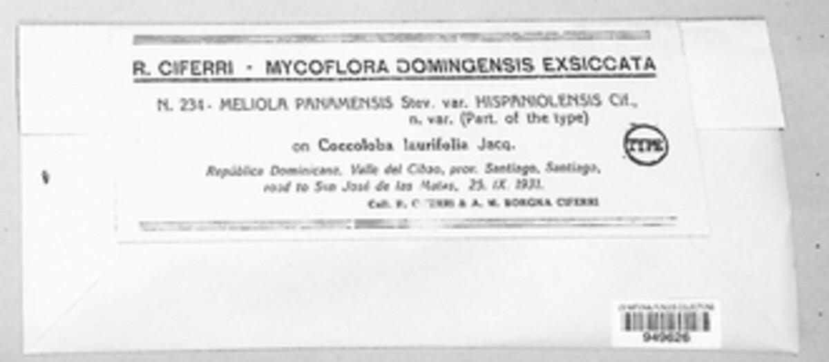 Meliola panamensis image